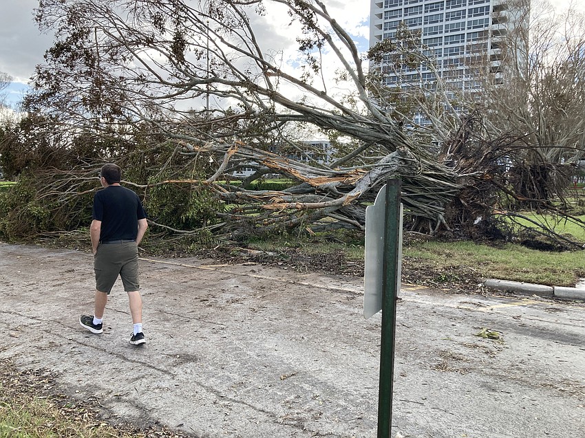 Hurricane Milton toppled the grand ficus trees at the entrance to Plymouth Harbor.