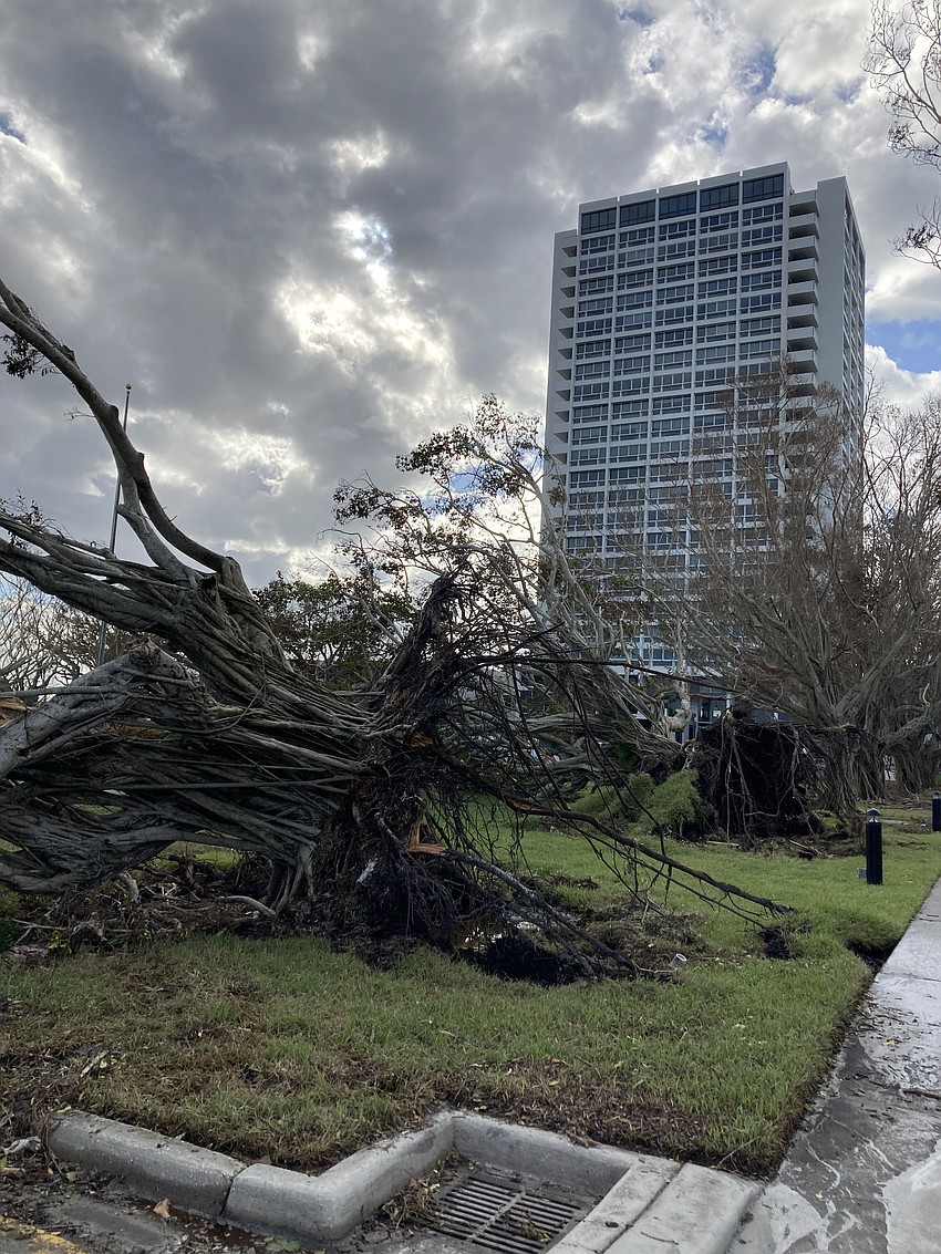 Like a toppled lampstand on its side are the roots of one of three grand ficus trees at Plymouth Harbor.