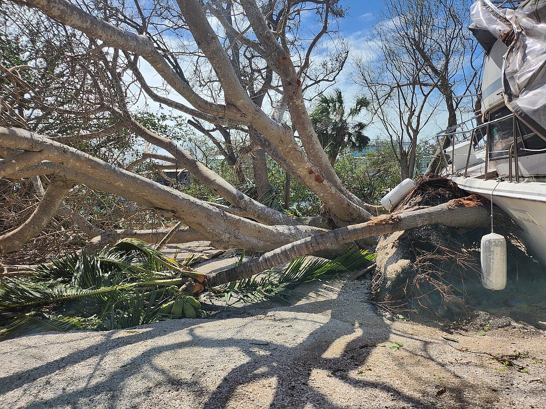 Some boats were tossed by Hurricane Milton onto the grounds of Marie Selby Botanical Gardens.