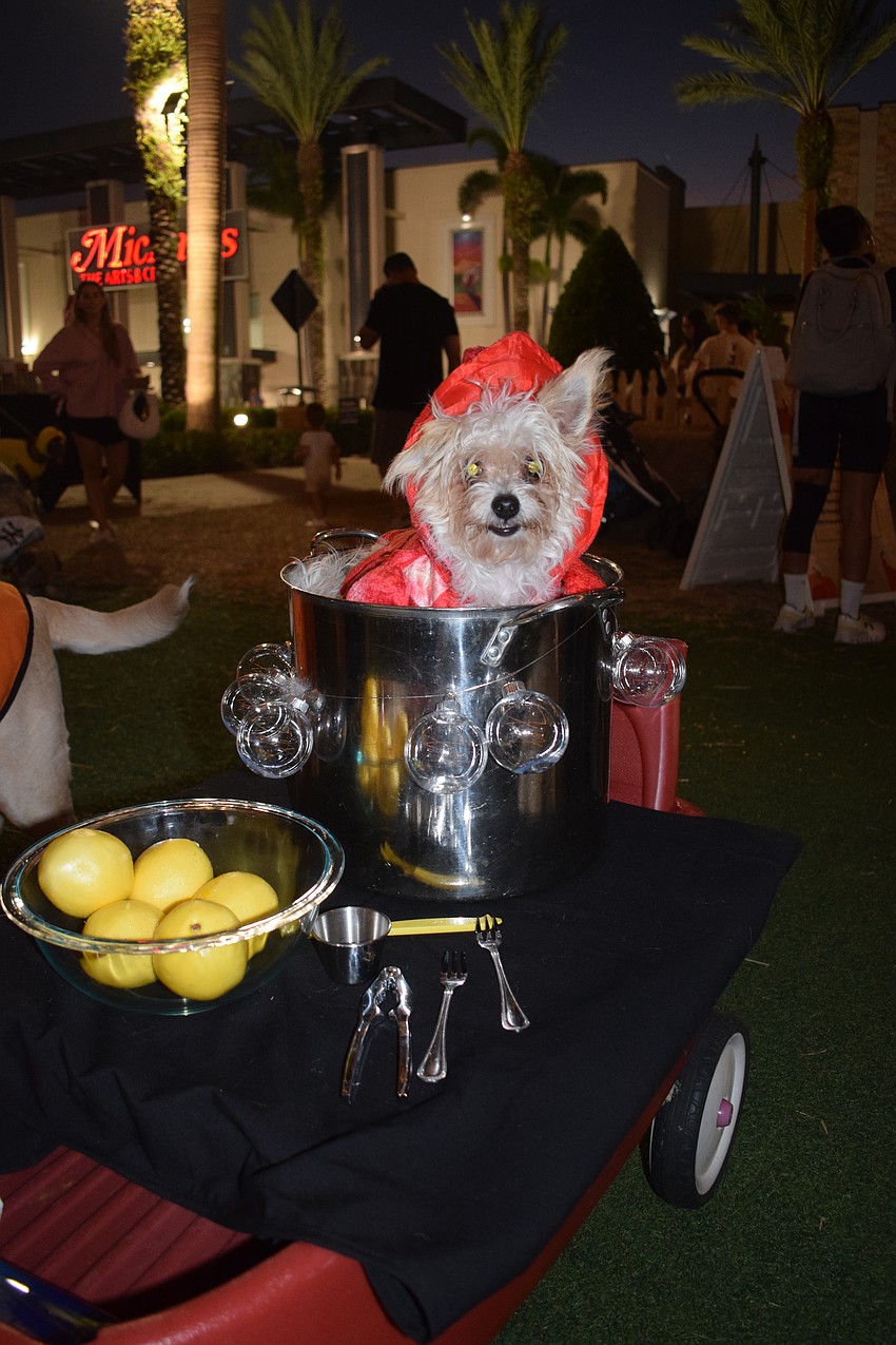 Lulu the lobster is ready to be boiled for the costume contest.