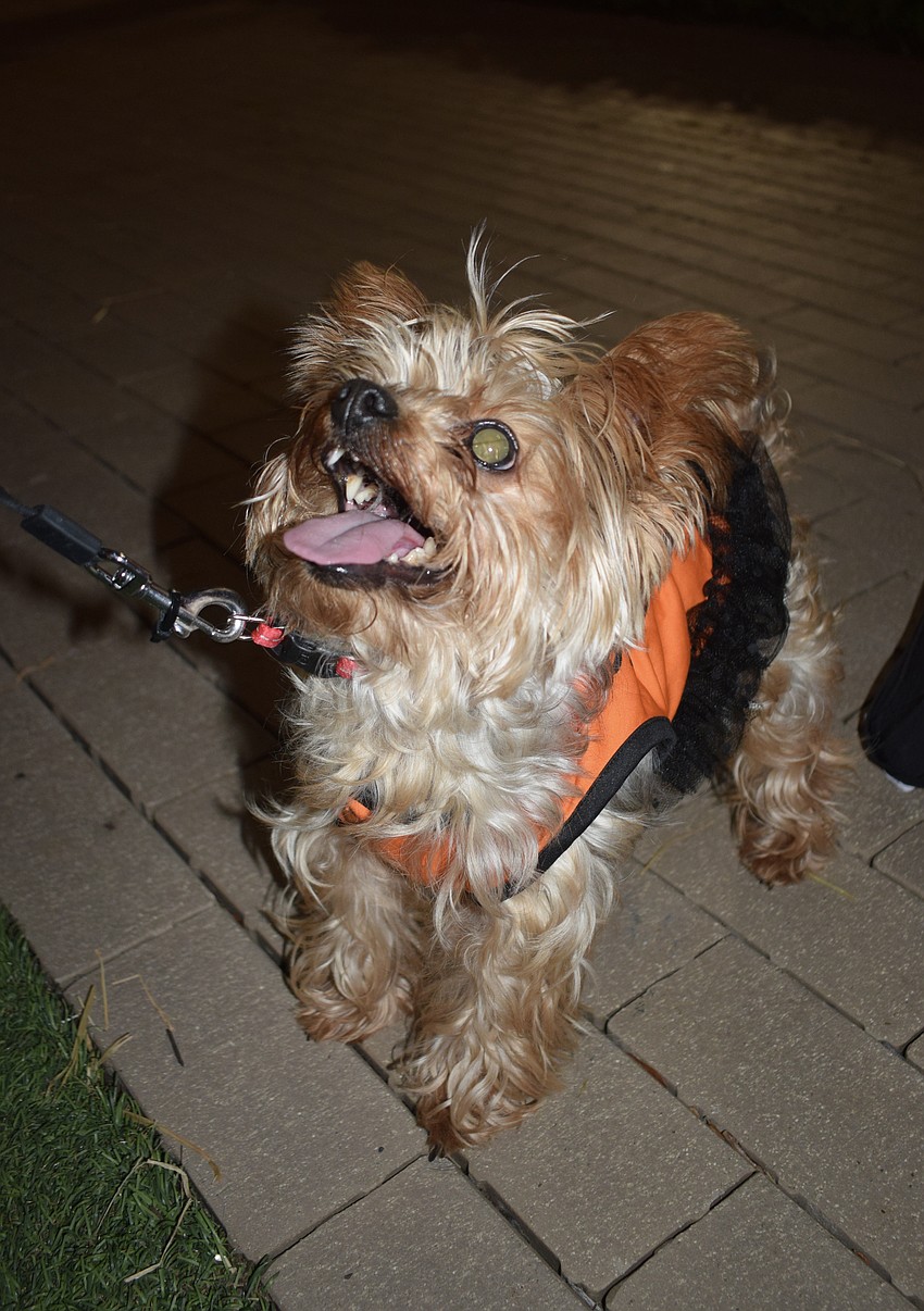 Chocolate is a feisty pumpkin trying to make friends with the other dogs and waiting for her treats.