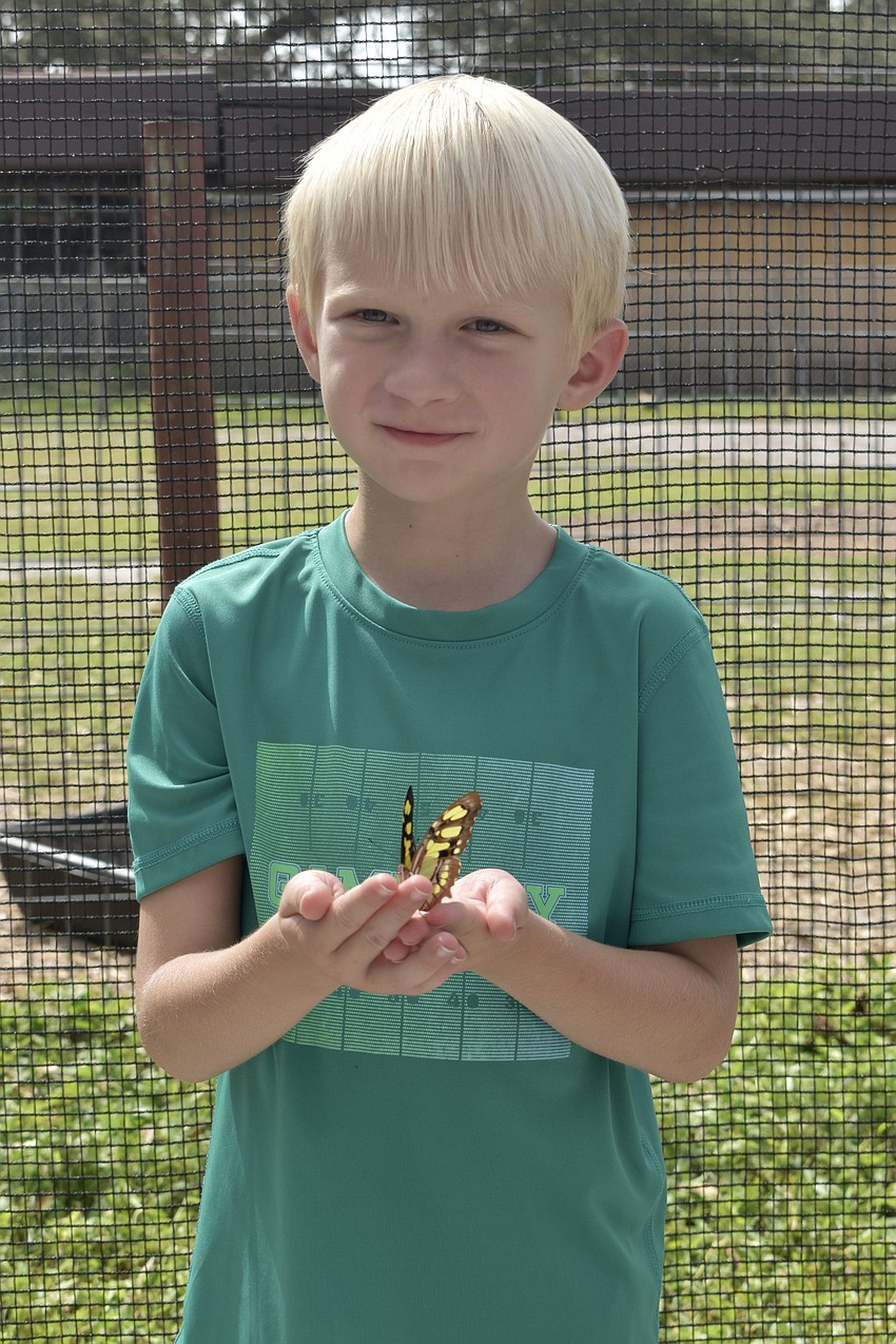 Mike Johns, 6, holds a butterfly inside the butterfly tent.