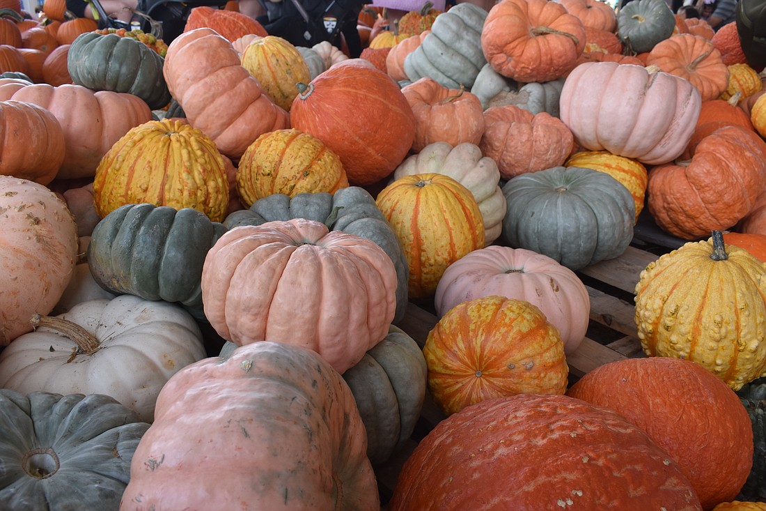 There were pumpkins aplenty at the festival.