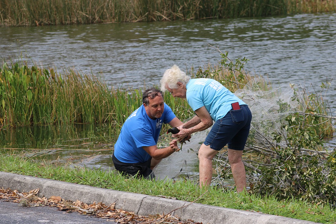 Animal rescue volunteers Roger Riehm and Sandy Ulrickson secure a gallinule with a broken leg at Lake Uihlein. The gallinule was recovering at the Wildlife Center of Southwest Florida.