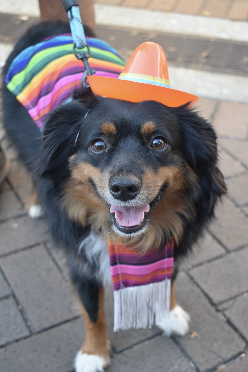 Carol and Lee Herron's dog Luca came in a sombrero.