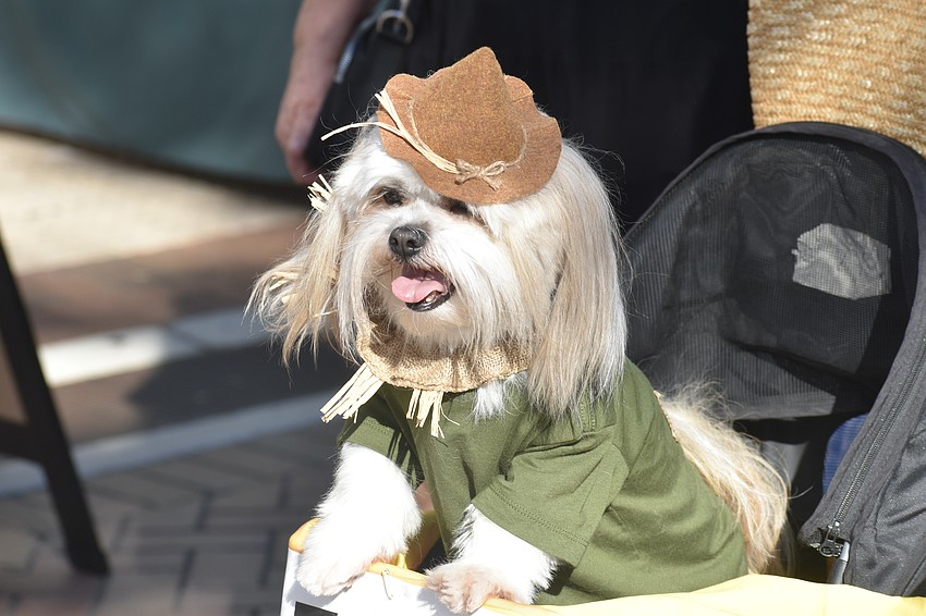 Teagan Nickols' dog Mushu came dressed as the Scarecrow from 