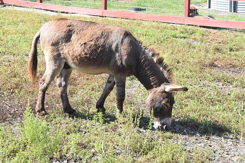 A donkey enjoys a day in the sun during the Hunsader Farms Pumpkin Festival.