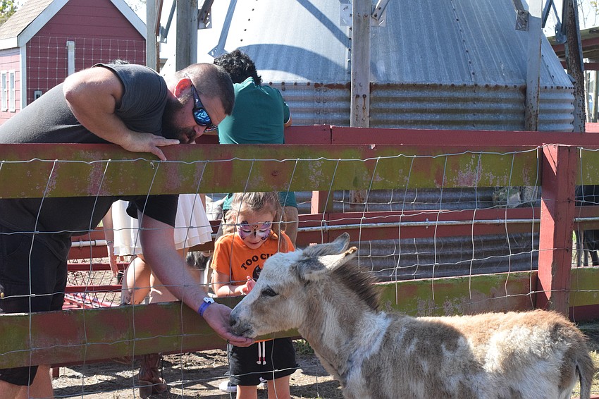 Sarasota's Mark Beauchamp feeds a donkey with his 5-year-old daughter Everleigh Beauchamp.