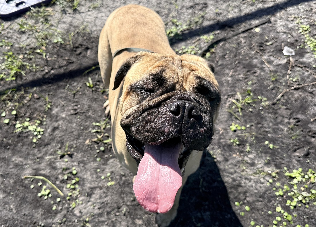 Millie, 4, is a female Bullmastiff. Courtesy photo