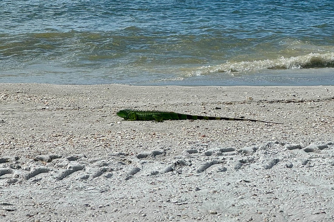 Resident Terri Driver spotted a green iguana on a Longboat Key beach.