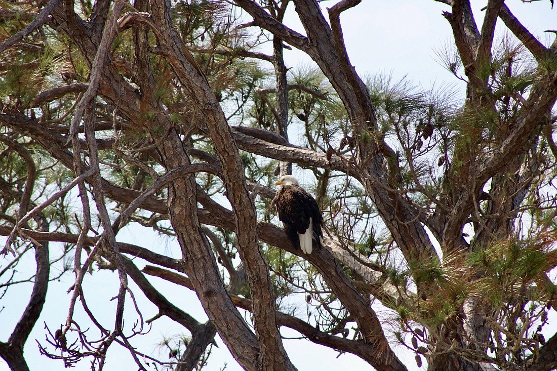 An adult bald eagle sits on the tree that houses the nest on Buttonwood Drive.