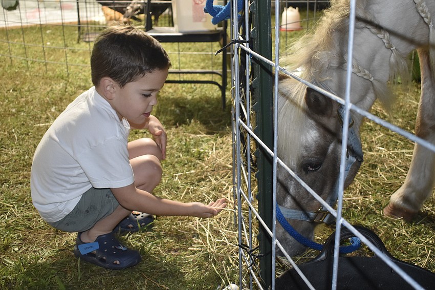 Matheson Lovell, 5, meets the pony Little Joe.