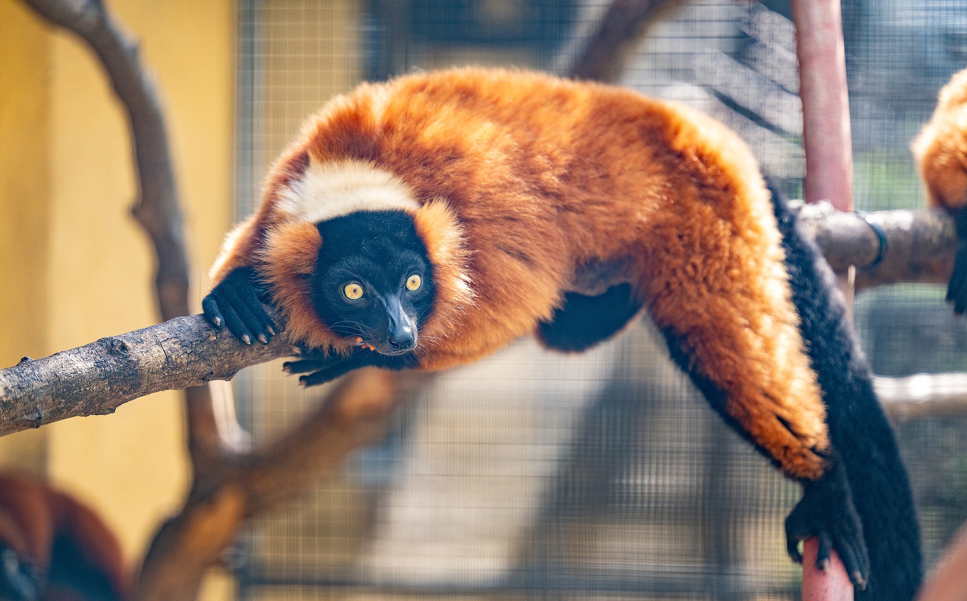 There are more than 110 species of lemur and 98 percent are threatened with extinction, including the critically endangered red ruffed lemur.