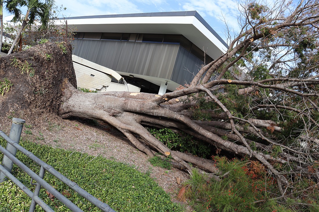 A massive live oak at Sarasota City Hall was toppled by Hurricane Milton, falling away from the building toward First Street.