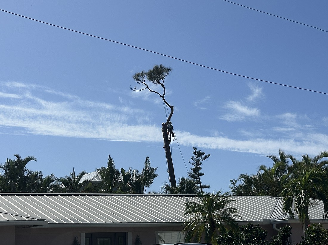 Most of the upper canopy of the tree on Buttonwood Drive was trimmed on Nov. 14.