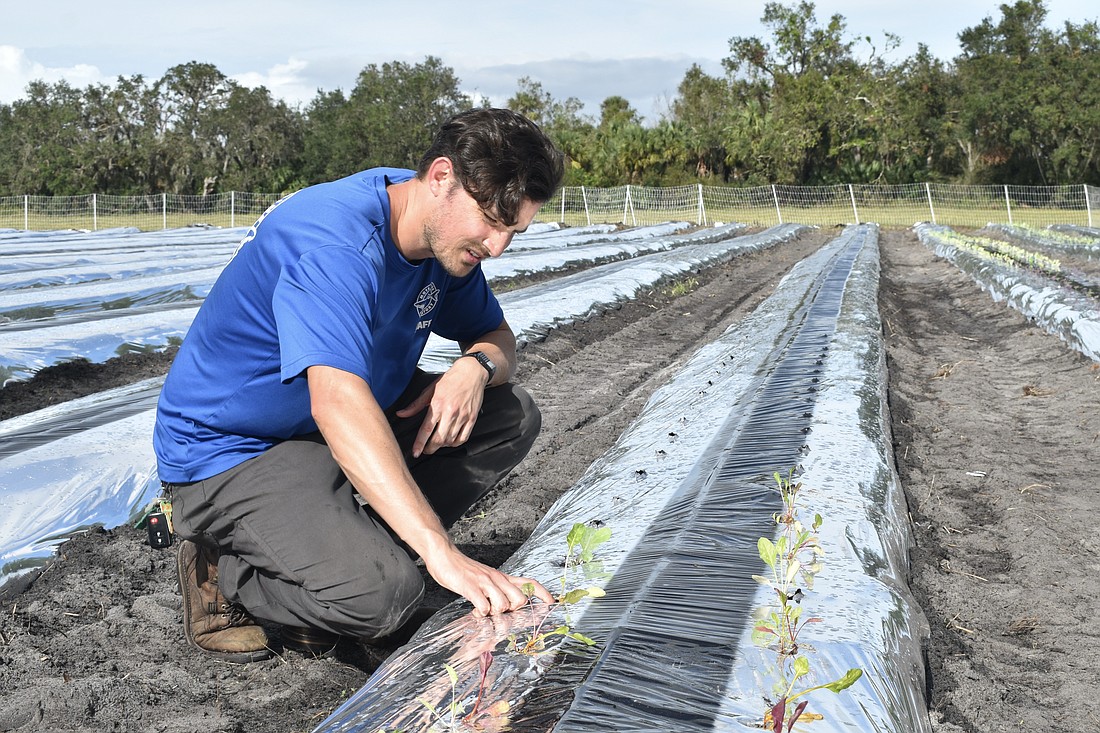 Igor Pertile works with the plants.