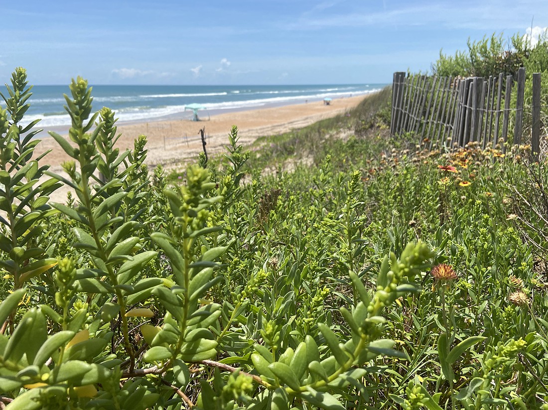 Native vegetation will be planted on Volusia County dunes. File photo by Jarleene Almenas