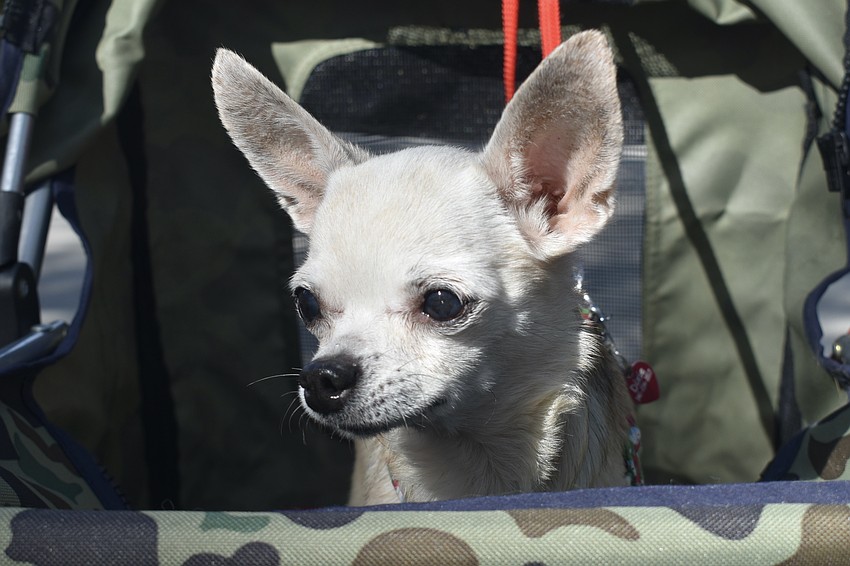 Chris Deluna's dog Dixie has a look outside her stroller.