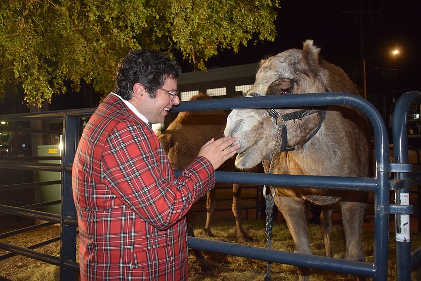 Michael Bodnyk pets a camel at the live nativity at St. Armands Key Lutheran Church.