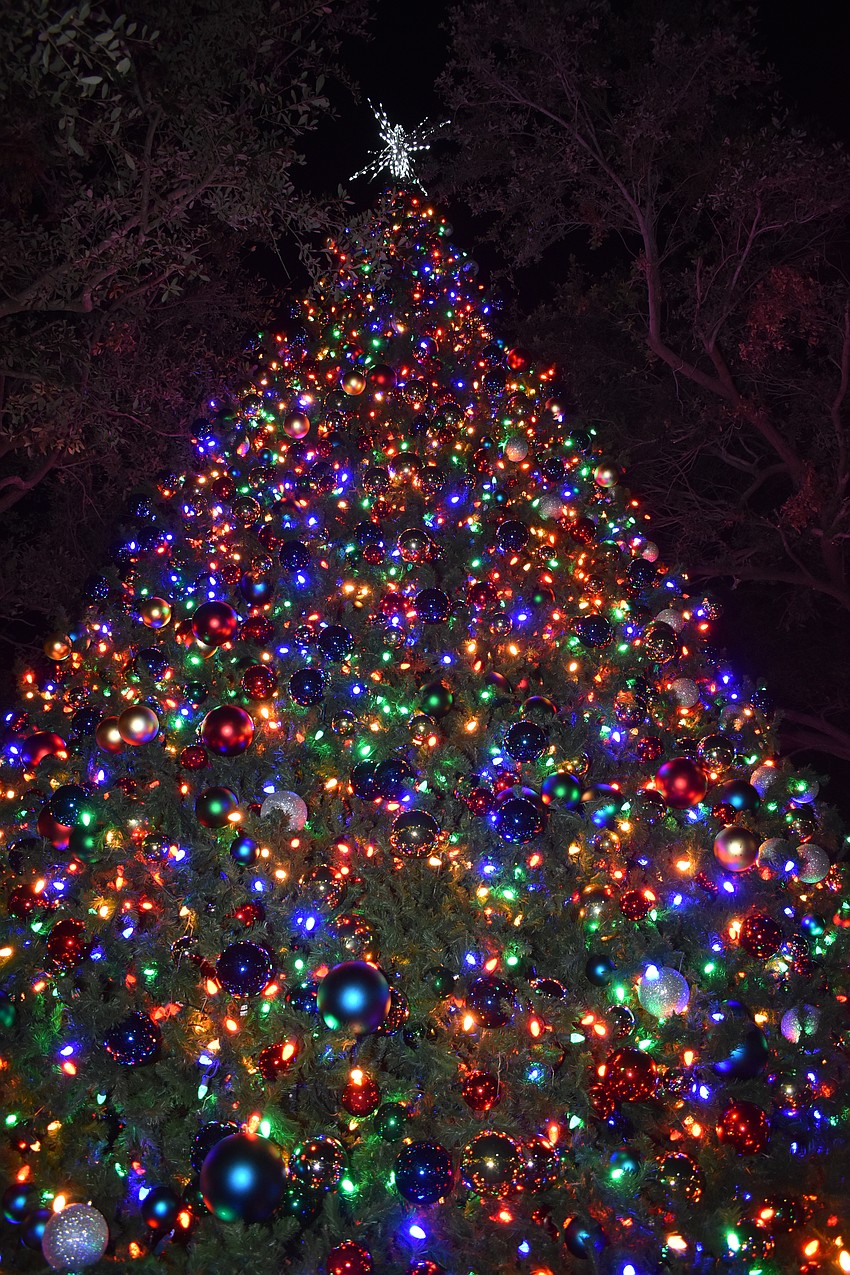 The new tree in Selby Five Points Park is about three times the size of the original.