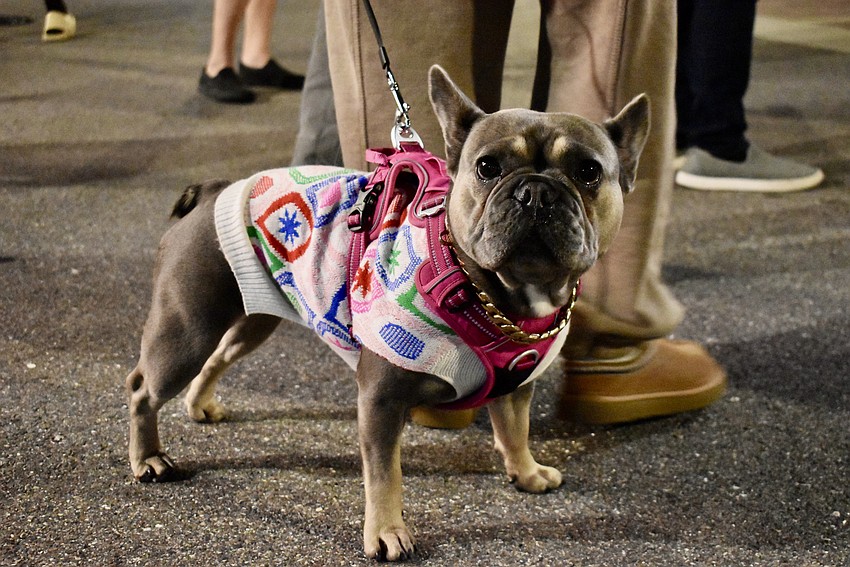 Harley, a 2-year-old French bull dog, is dressed for the chilly weather at Ranch Nite on Dec. 11.
