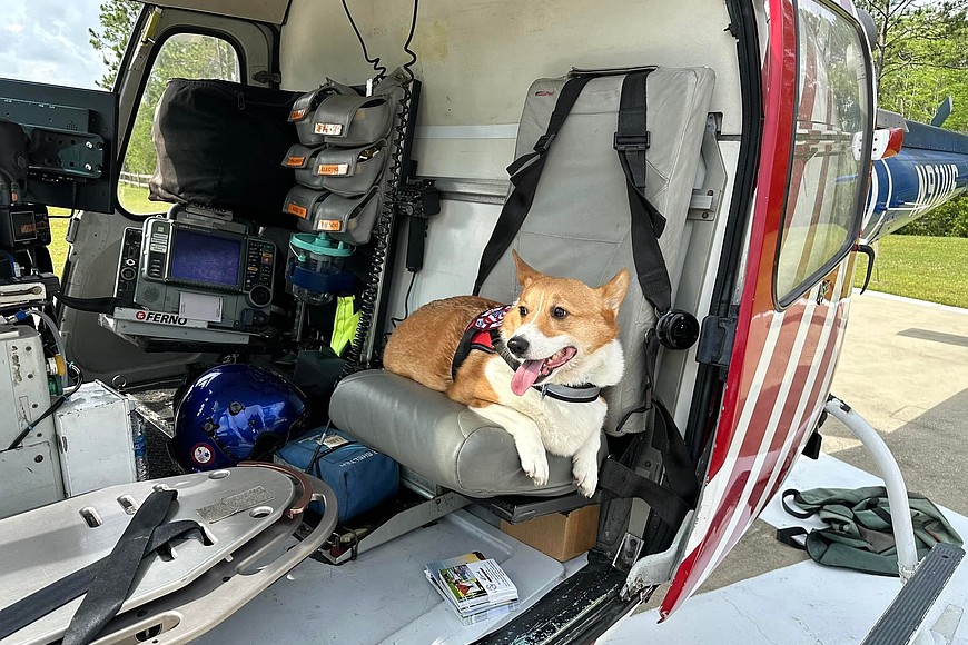 Fire_Rescue_therapy_dog_r870x5