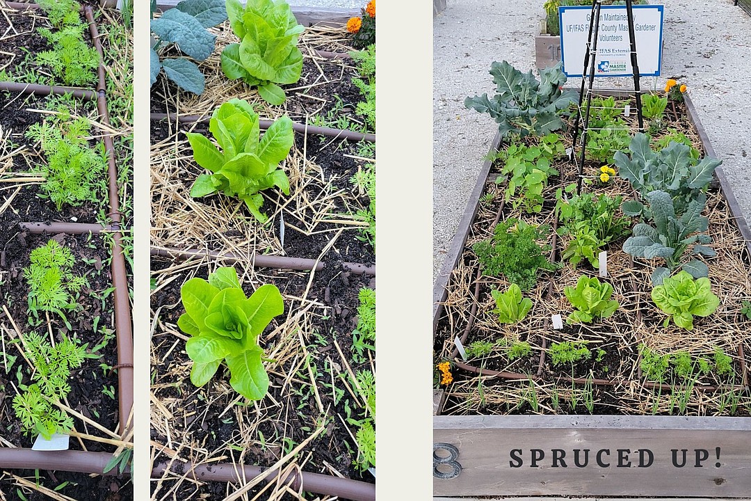 Want to know what to grow this season? Check out Flagler County Master