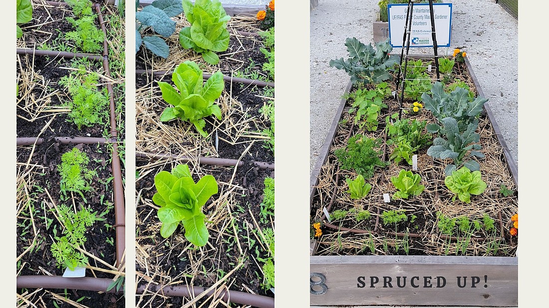 The Flagler County Master Gardener Volunteers have a demonstration plot at the Southern Recreation Center Community Garden to guide residents on which plants are best to grow this season. Courtesy photo