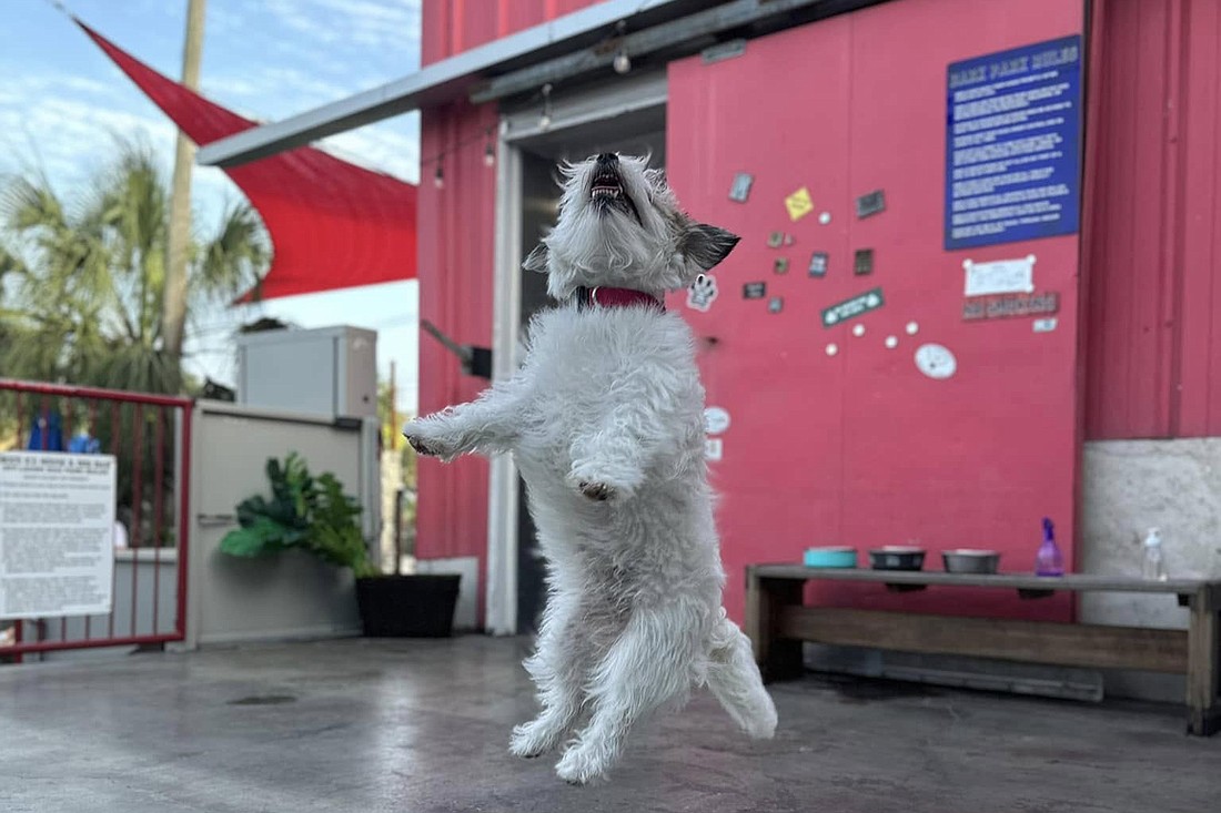 Boo's Ice House & Dog Bar opened in May 2023.