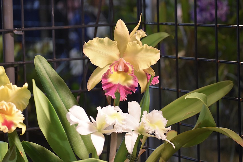 There were numerous orchids on display at the event.