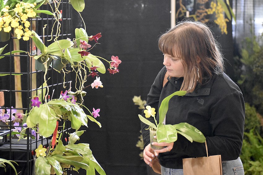 Alex Tolksdorf browses the orchids.