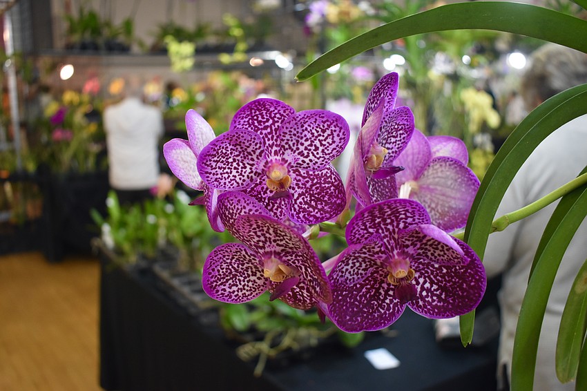 There were numerous orchids on display at the event.