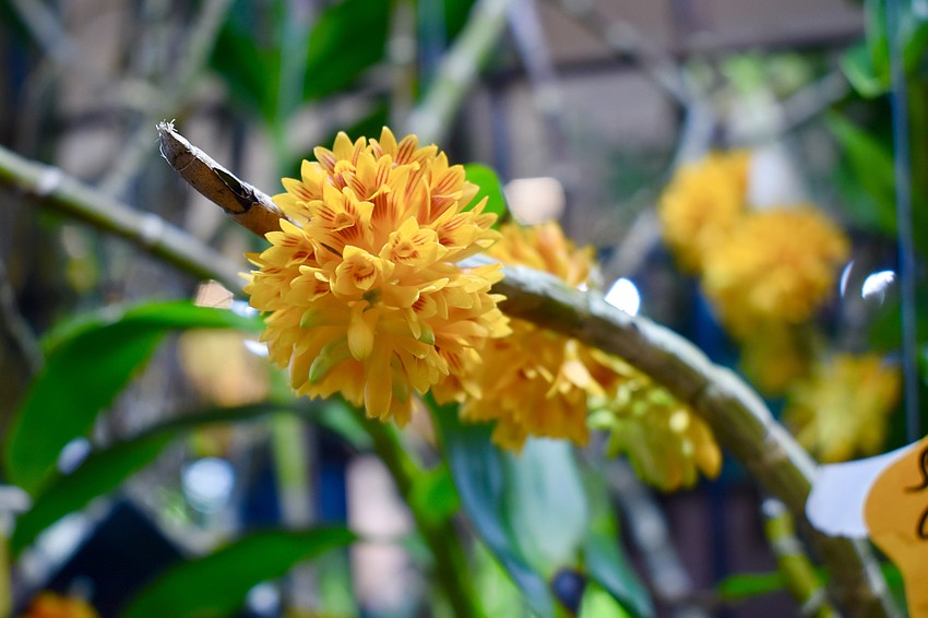 There were numerous orchids on display at the event.