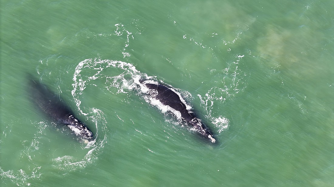 Two adult female right whales, Koala (left) and Curlew were sighted off Flagler Beach on Sunday, Jan. 5.  These whales have been traveling together since they were sighted off South Carolina in late November. Photo courtesy of J Greene, Marineland Right Whale Project, NOAA Permit #26562