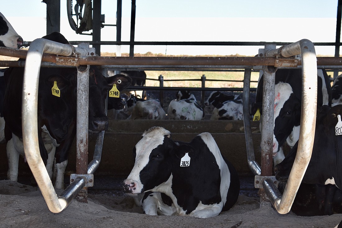 Dakin Dairy is one of only three dairy farms left in Manatee County. The other two, Cameron Dakin Dairy and Boys Ag, are also owned and operated by Dakins.