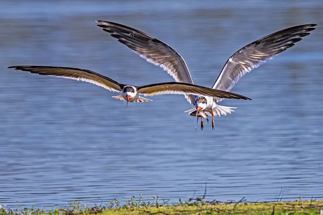 At Myakka River State Park, imperiled native species like black skimmers find undisturbed habitats and abundant food.