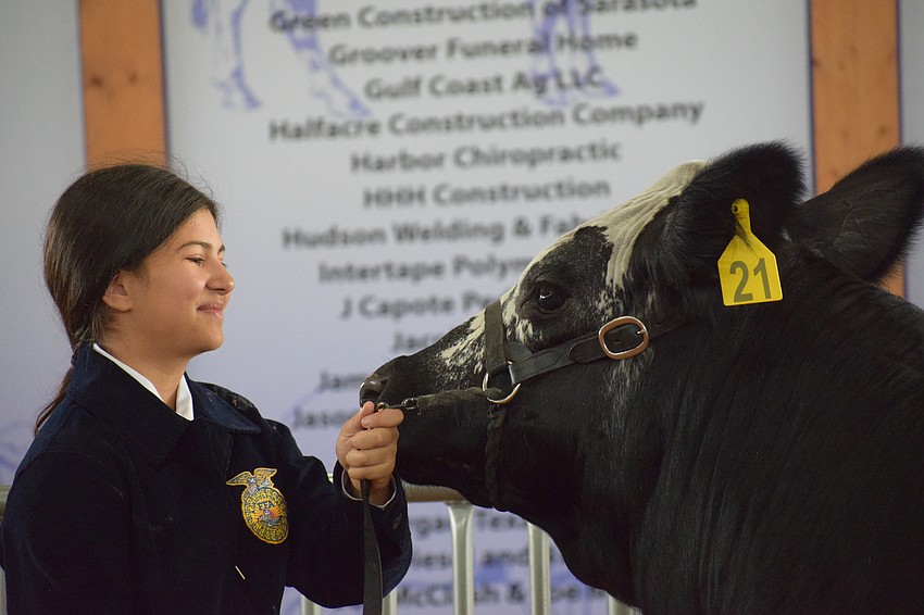 Gianna Constantine, Haile Middle School Future Farmer of America member, looks at her steer as he's being sold to auction at the Manatee County Fair on Saturday afternoon.