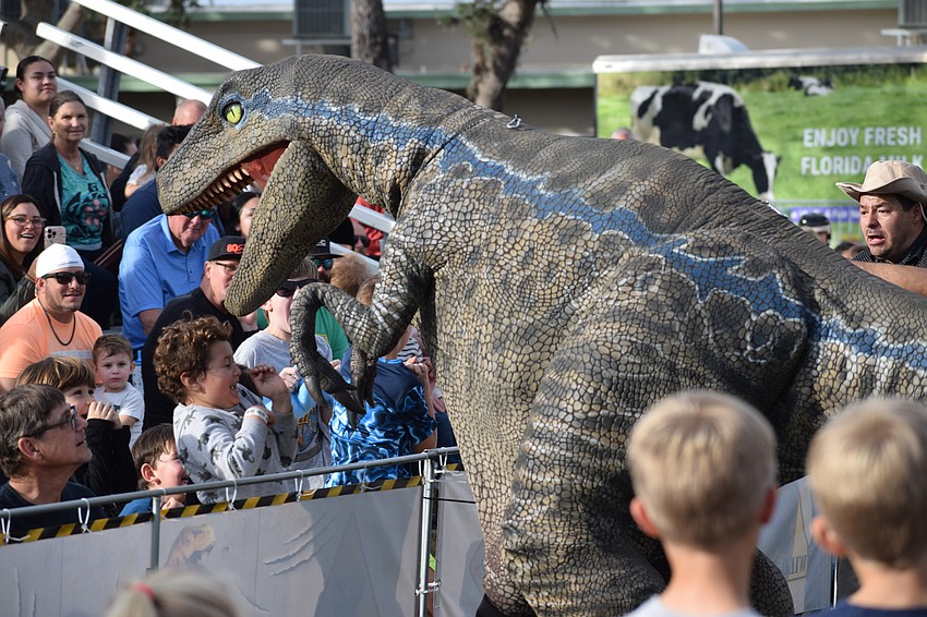 A velociraptor tries to take a bite out of a young onlooker during the Jurassic Kingdom Dinosaur Show at the Manatee County Fair on Saturday.