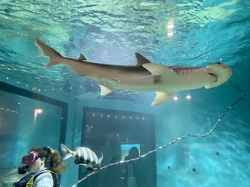 Bonnethead sharks circle around a costumed diver.