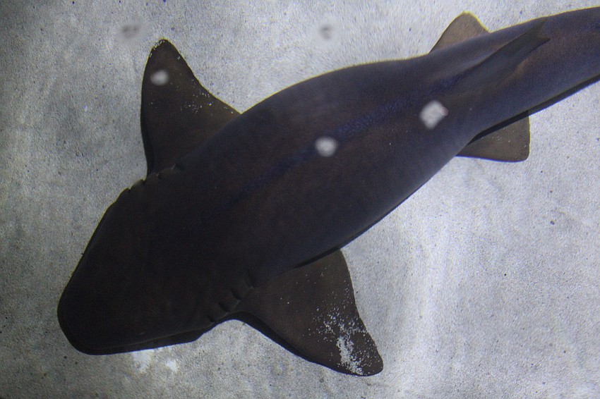 Nurse sharks lounge in the Shark Zone tank at the center of the crowd.