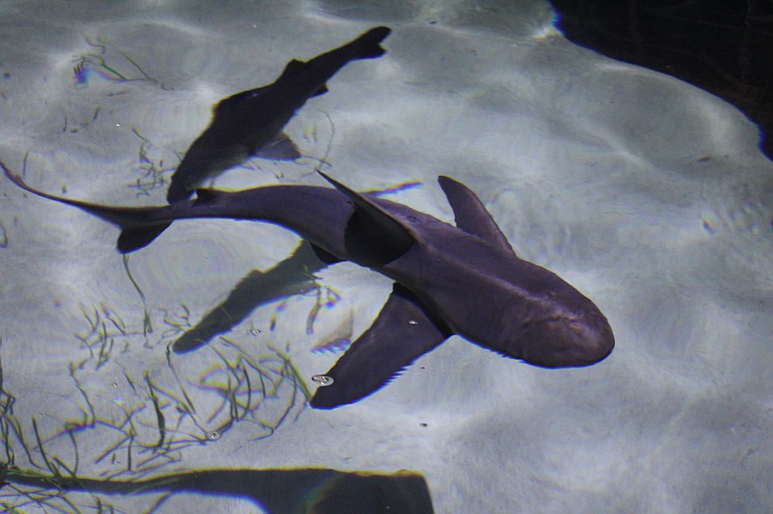 Sharks and fish circle in the center's 135,000-gallon shark tank.