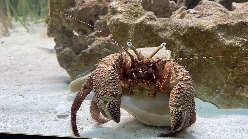 Visitors at Sharktoberfest viewed a multitude of creatures after hours on Saturday.