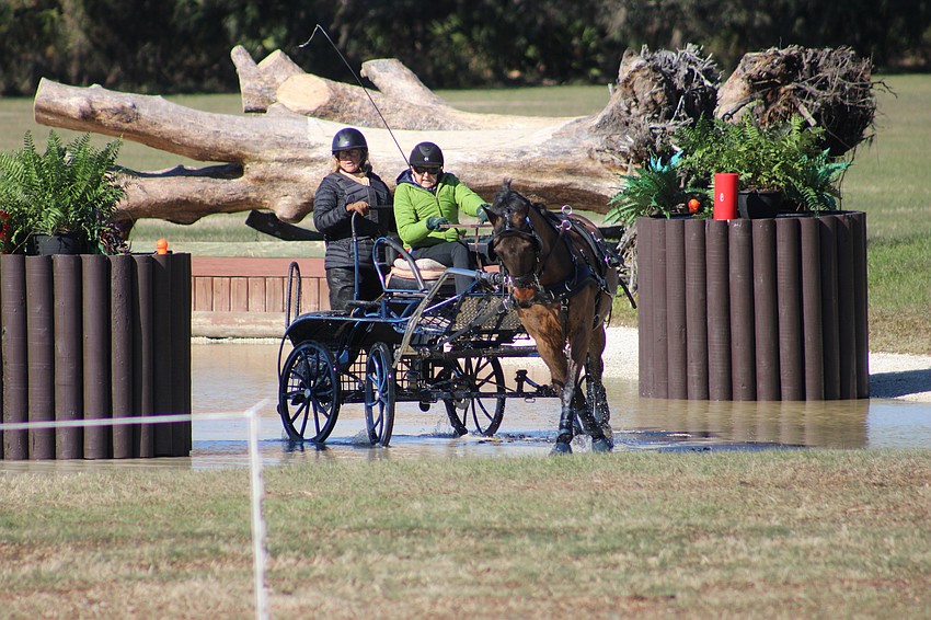 Dale Dedrick makes her way through the water hazard during the marathon portion of the Combined Driving event at TerraNova Saturday in Myakka City.