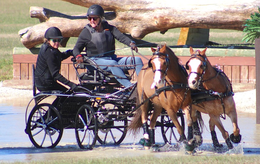 Navigator Susan Travis of Williston, and driver Carole Grimsley of Ringgold, Georgia, go through the water hazard with their Welsh ponies at TerraNova on Saturday in Myakka City.
