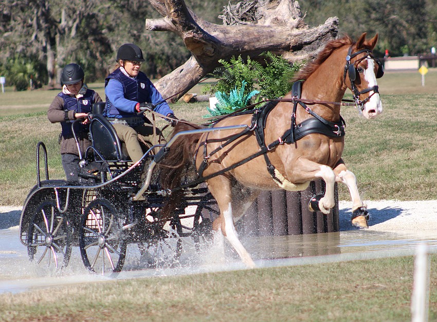 Driver Allison Stroud, of Kennett Square, Pennsylvania, asks her horse for a little extra zip during the Combined Driving at TerraNova event Saturday in Myakka City.