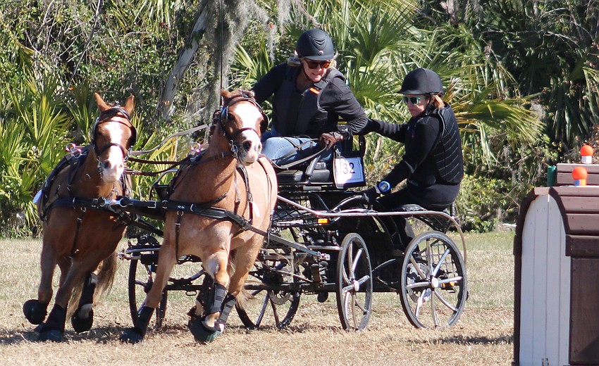 Carole Grimsley of Ringo, Georgia and her navigator Susan Travis of Williston hold on tight as Welsh ponies Andy and Armani pull them fast during the Combined Driving at TerraNova event in Myakka City Saturday.