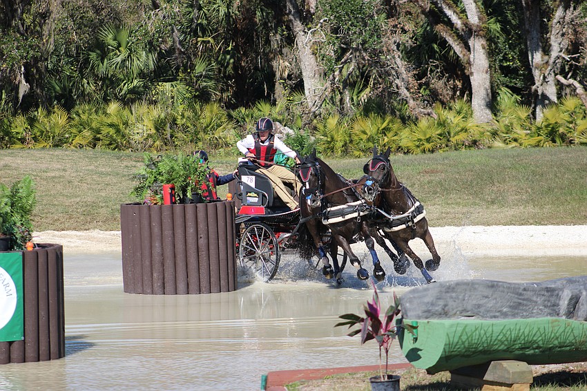 Five-time FEI world champion driver Jacob Arnold makes a tight turn in a hazard during the Combined Driving at TerraNova event Saturday in Myakka City.