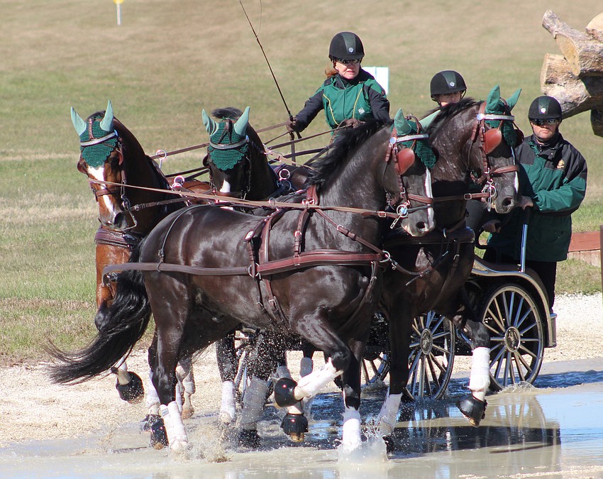 The turns are so sharp when going through a hazard that Misdee Wrigley Miller's team of four horses looks like it is going in opposite directions. Lakewood Ranch's Miller was competing Saturday in the Combined Driving event at TerraNova.