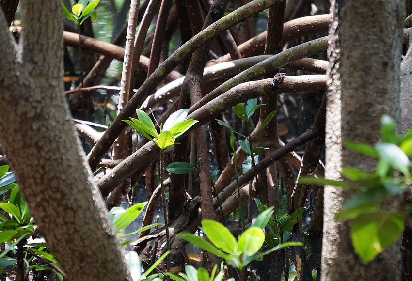 St. Petersburg insurance firm to assume thousands of homeowners policies