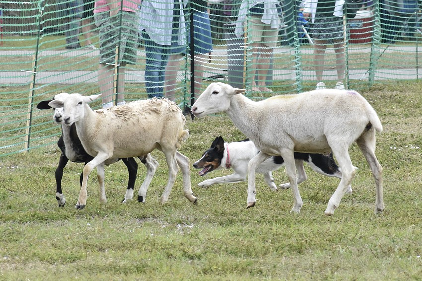 Mavis herds sheep during a demonstration.